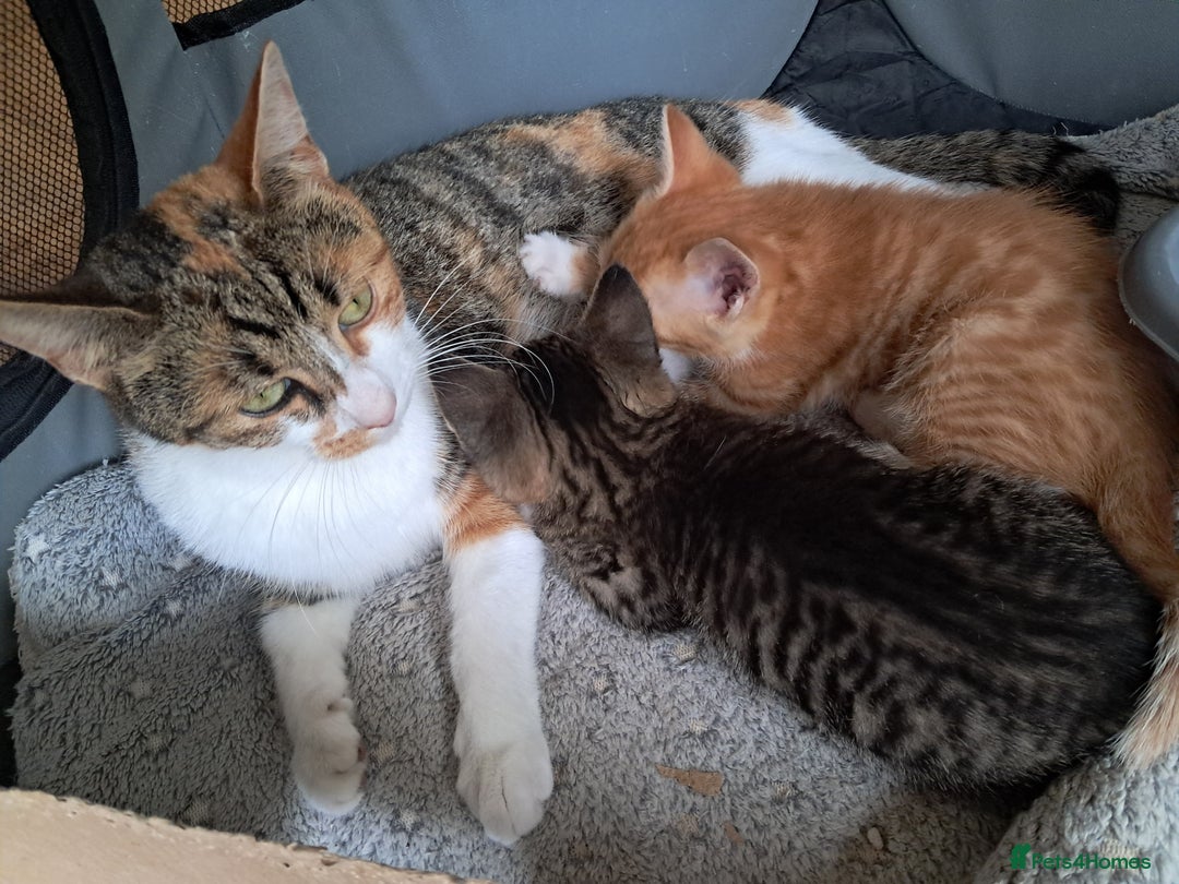 Mixed Breed cats for sale:  🐾 Adorable Kittens Looking for Loving Homes 🏡 - Image 5