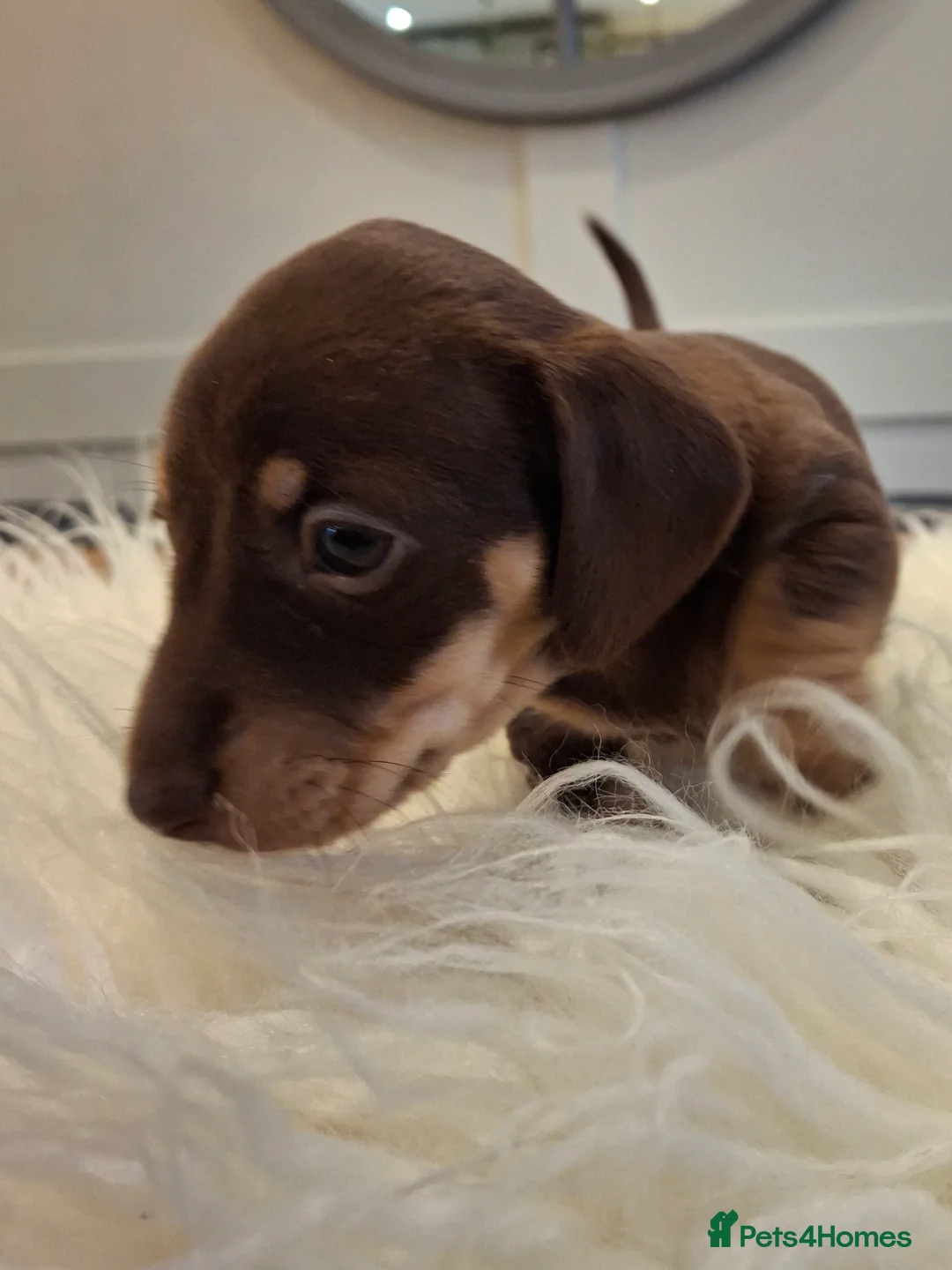 Miniature Dachshund dogs for sale: 🐾❤️ KC Reg Smooth Haired Miniature Dachschund  - Advert 13