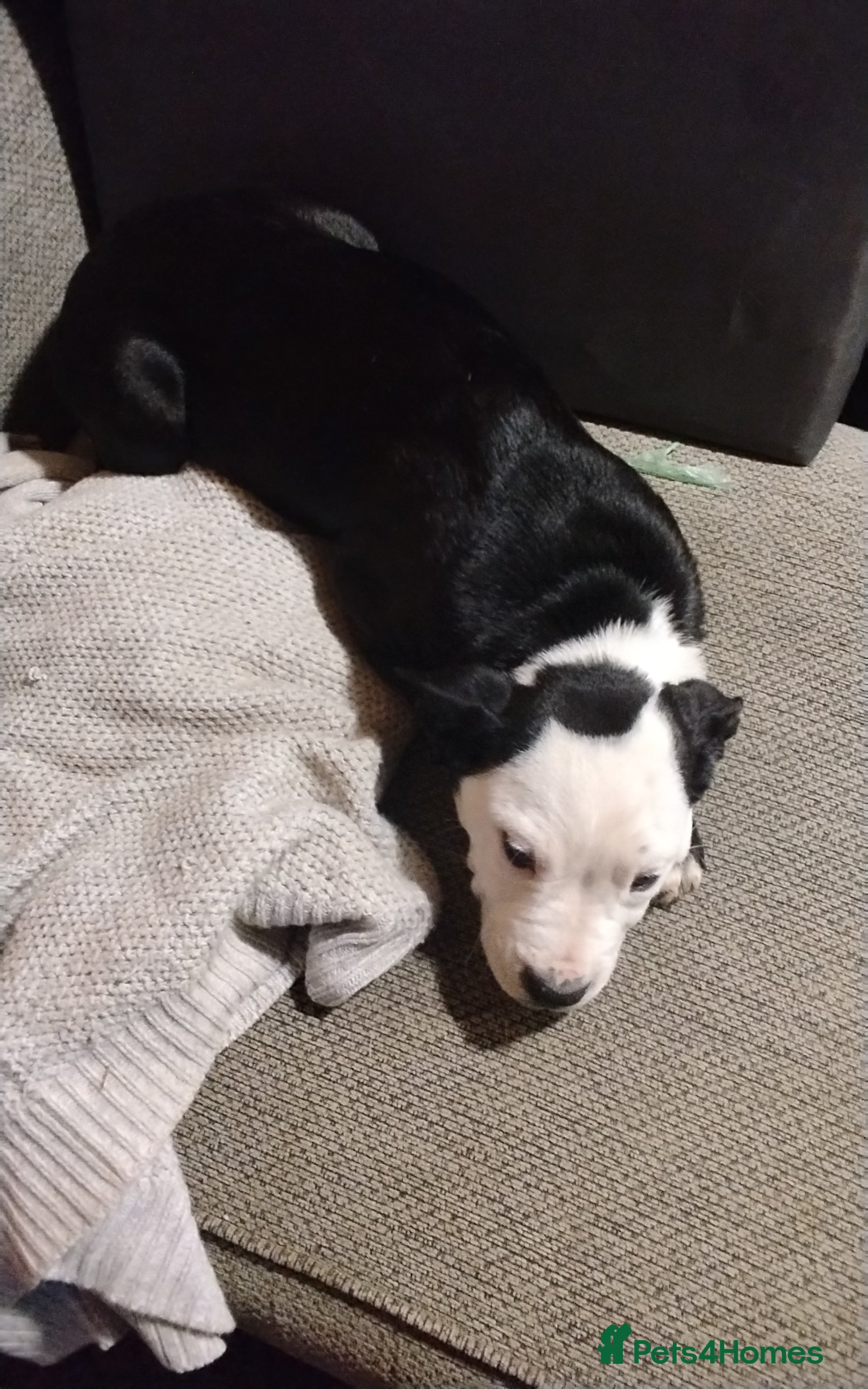 Mixed Breed dogs Last puppy need home asap - Advert 1