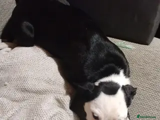 Mixed Breed dogs Last puppy need home asap - Advert 2