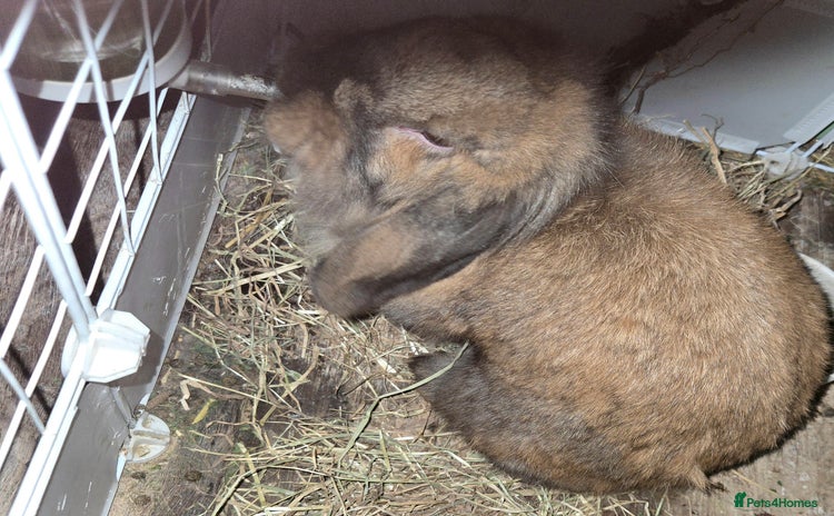 Mini Lion Lop rabbits - Advert 5