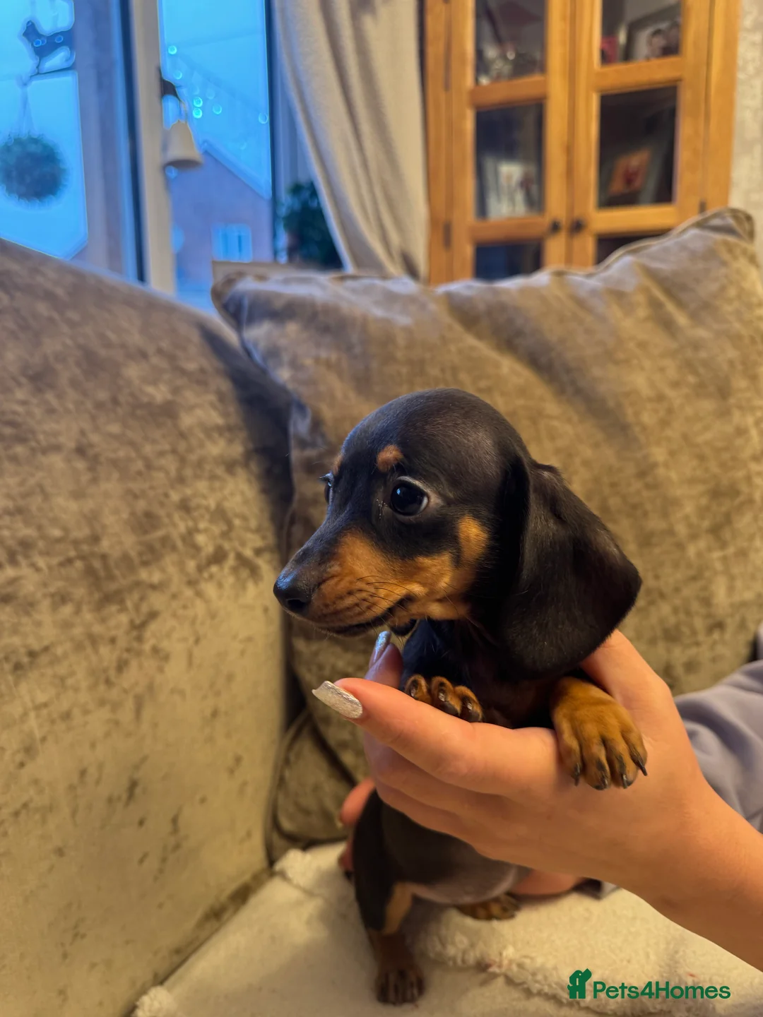 Miniature Dachshund dogs for sale: Miniature Dachshund puppies - Advert 10
