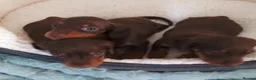 Miniature Dachshund dogs for sale: Miniature Dachshund puppies  in Trimdon Station - Advert 6
