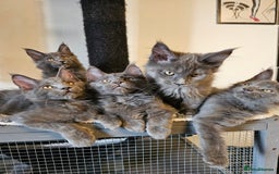 Maine Coon cats for sale: 🔥*Stunning Litter of 8💎Solid Blue Maine Coon*🔥  - Image 17