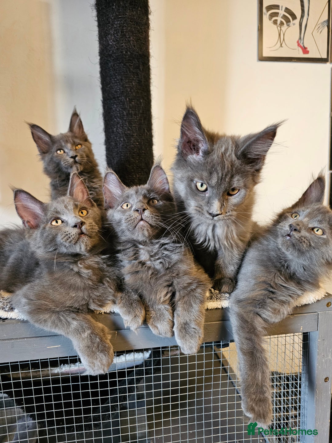 Maine Coon cats for sale: 🔥*Stunning Litter of 8💎Solid Blue Maine Coon*🔥  - Image 17