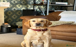 Labrador Retriever dogs for sale: Labrador puppies  - Image 6