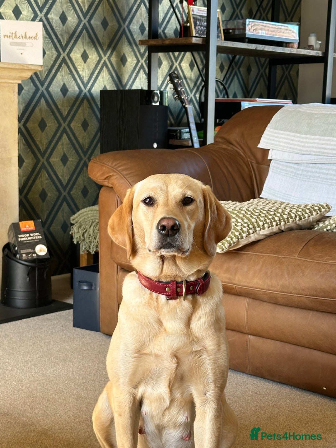 Labrador Retriever dogs for sale: Labrador puppies  - Image 6