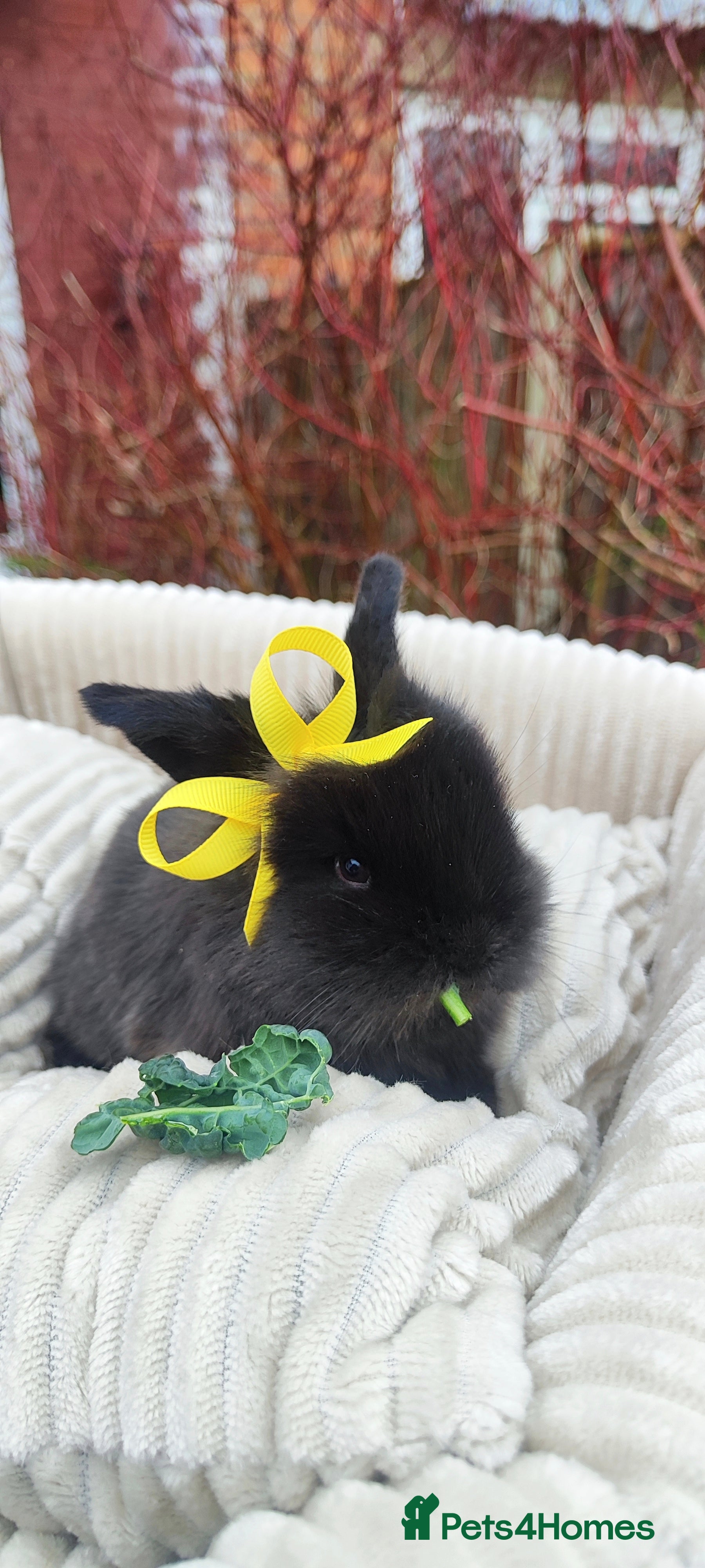 Mini Lop rabbits Beautiful mini lops  - Advert 18