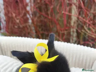 Mini Lop rabbits Beautiful mini lops - Advert 18