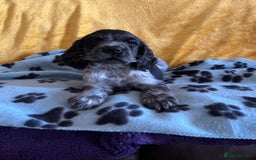 Cocker Spaniel dogs for sale: Show type blue roan cocker spaniel puppies  - Image 7