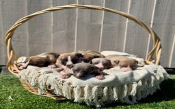 Whippet dogs for sale: Beautiful pedigree whippet puppies  - Image 1