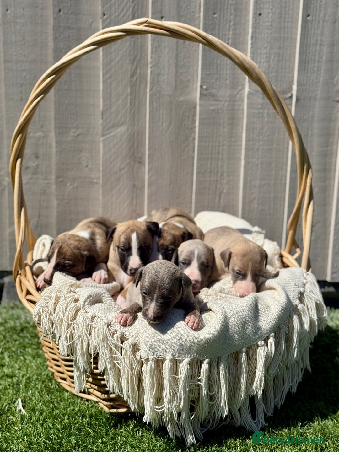 Whippet dogs for sale: Beautiful pedigree whippet puppies  - Image 1