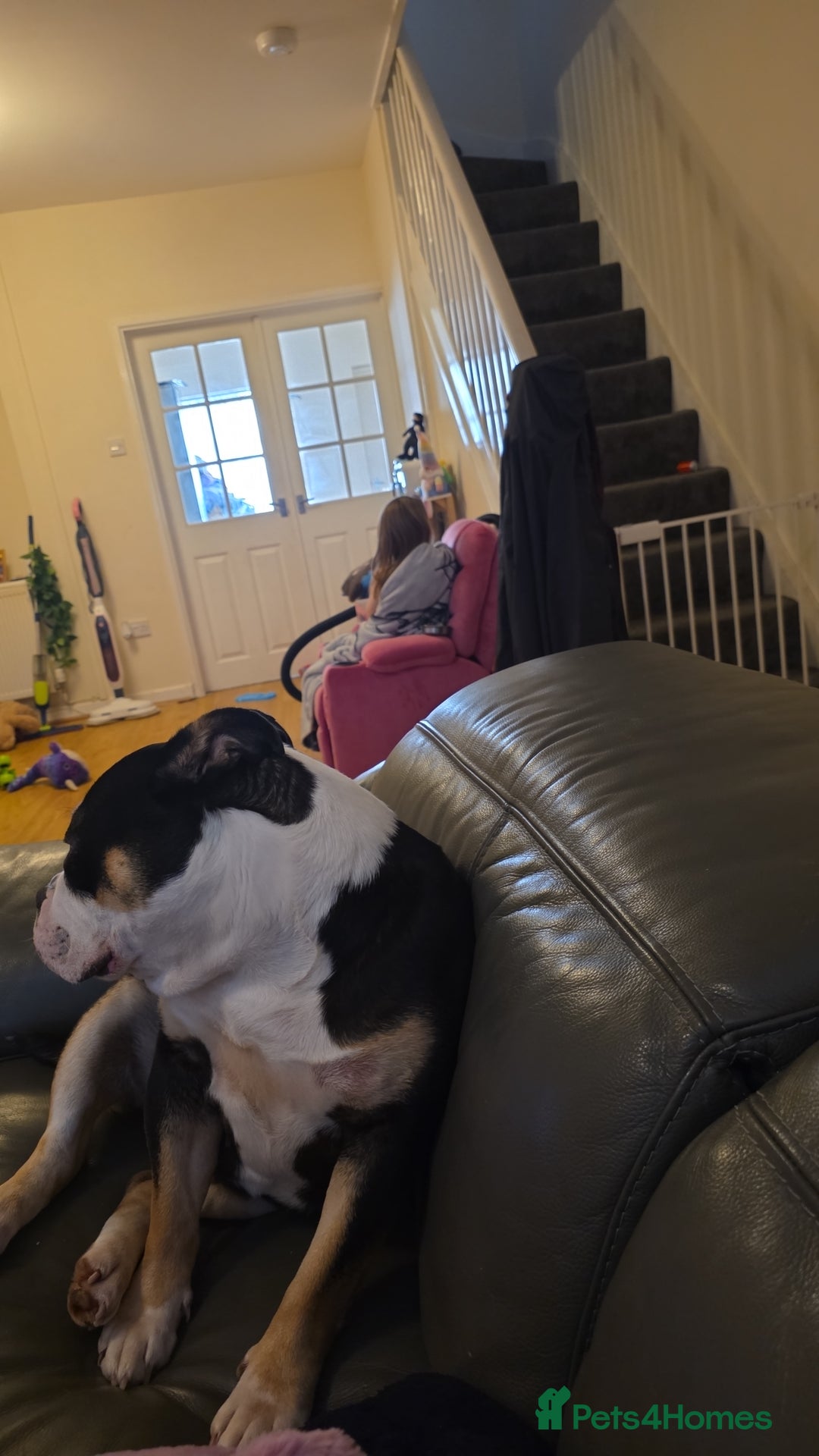 Olde English Bulldogge dogs for sale: Olde Tyme English Bulldog looking for forever home - Advert 5