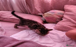 Bengal cats for sale: Little Bengal kittens - Image 12