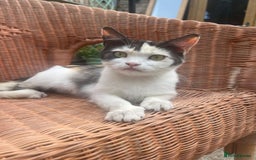 Persian cats for sale: Beautiful Persian female  - Image 3