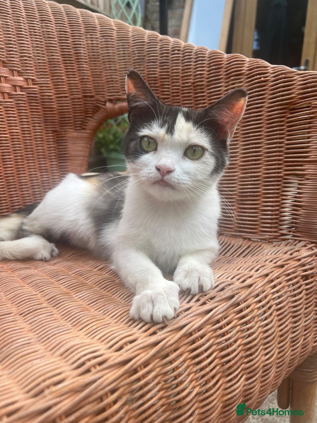 Persian cats for sale: Beautiful Persian female  - Image 3