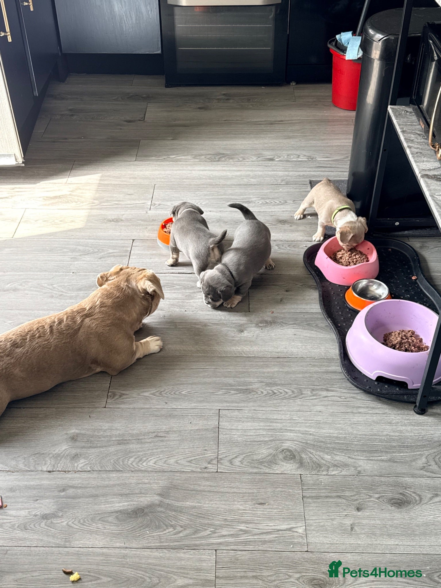 French Bulldog dogs French bull dog puppies available July  - Advert 19
