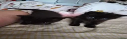 Ragdoll cats for sale: Ragdoll kittens  in Ashton-under-Lyne - Advert 3