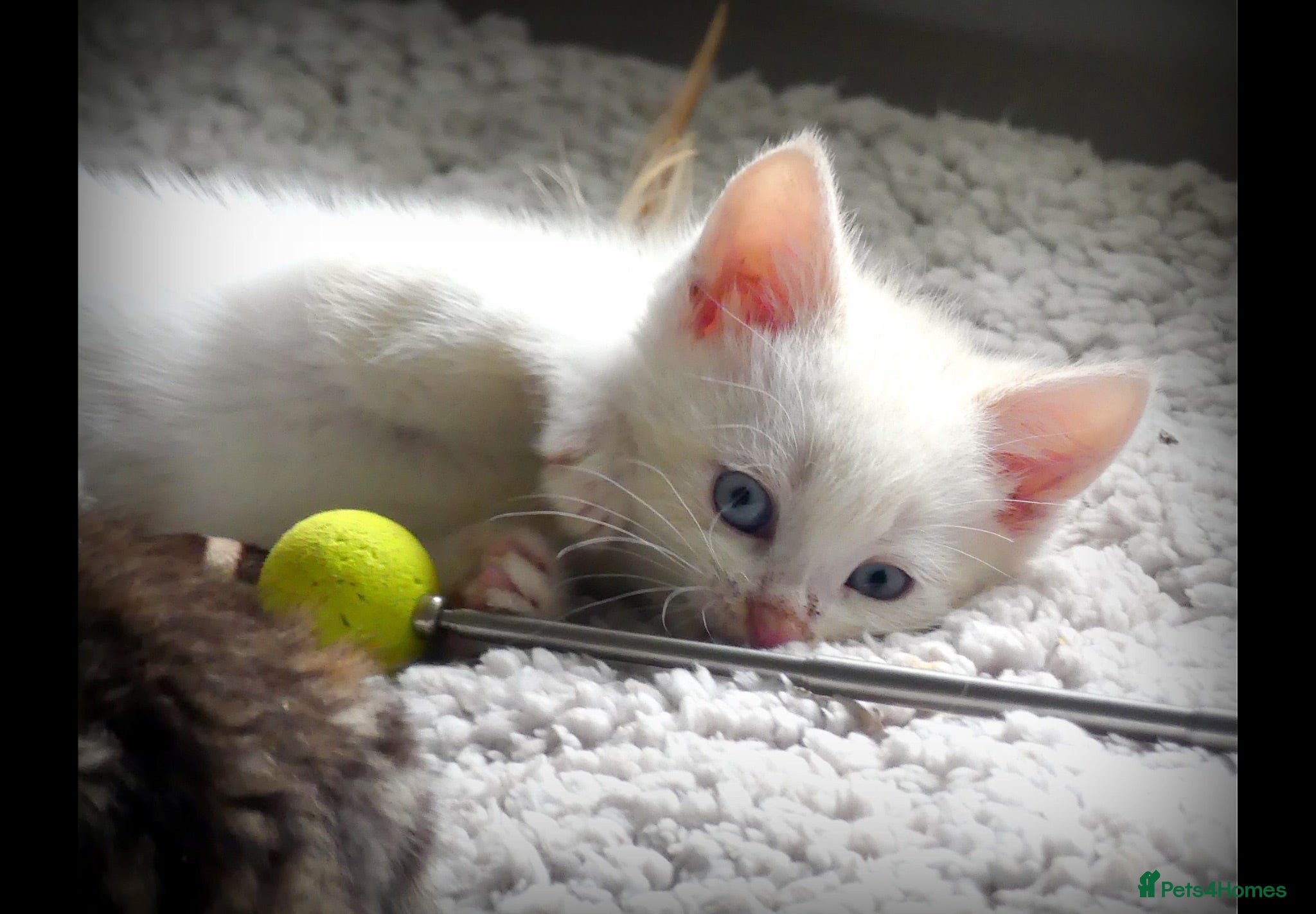 Mixed Breed cats Adorable Ragdoll x Maine Coon mix kittens  - Advert 18