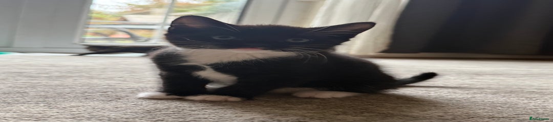 European Kitten 1