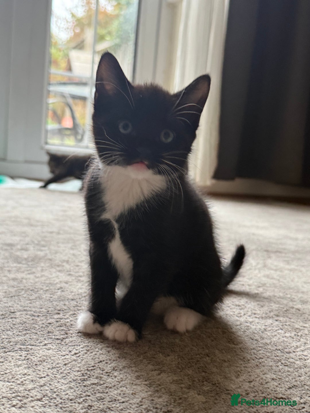 European cats for sale: Kittens looking for forever home - Image 4