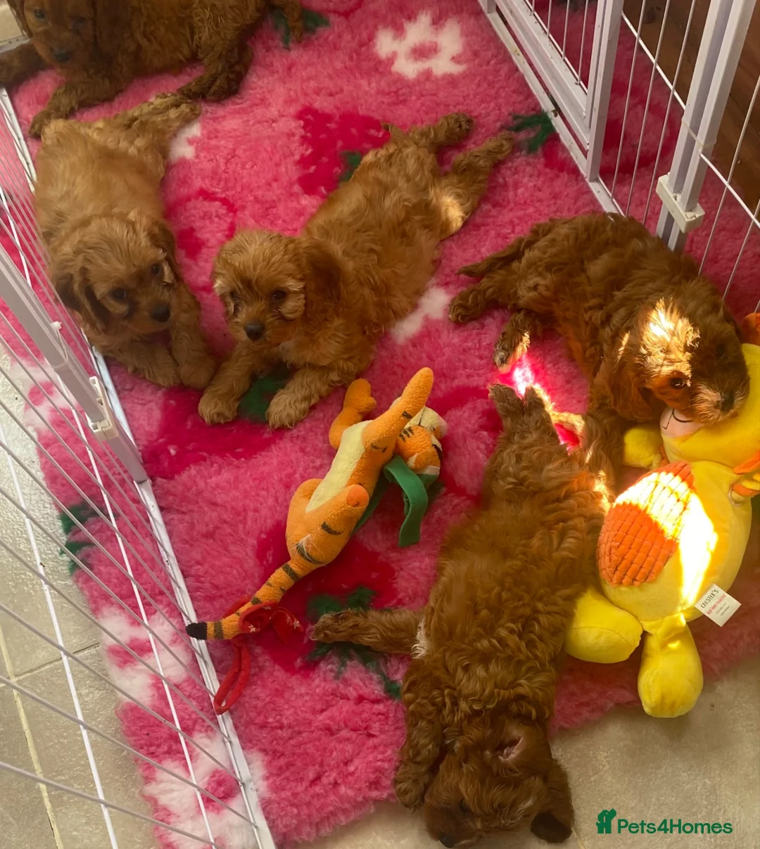Cavapoo dogs for sale: F1 Fox red cavapoo  girls available 🐶 - Advert 2