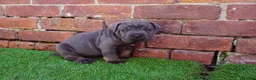 Cane Corso dogs for sale: Quality cane corso puppies - limited available  - Advert 14
