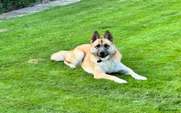 Mixed Breed dogs for sale: Kai Akita/Shepard  - Image 1