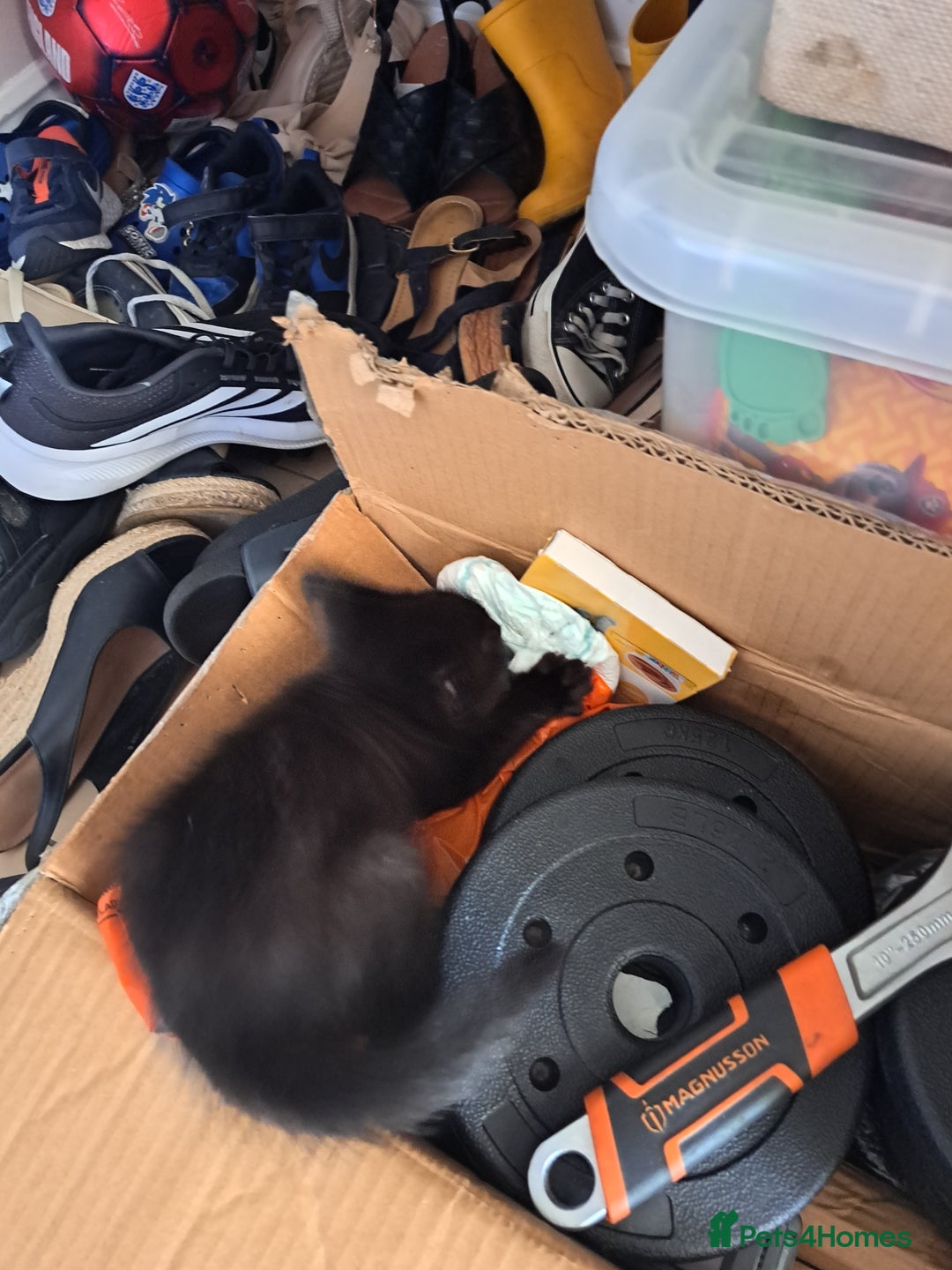 Mixed Breed cats for sale: Three playful kittens in search of forever home. - Image 6