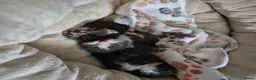 Mixed Breed cats for adoption: Rescue cat, Dolly's kittens- 1 boy and 1 girl left - Advert 3
