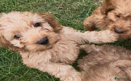 Cockapoo dogs for sale: Healthy Cockapoos ready to leave on the 29/08/25 - Image 11