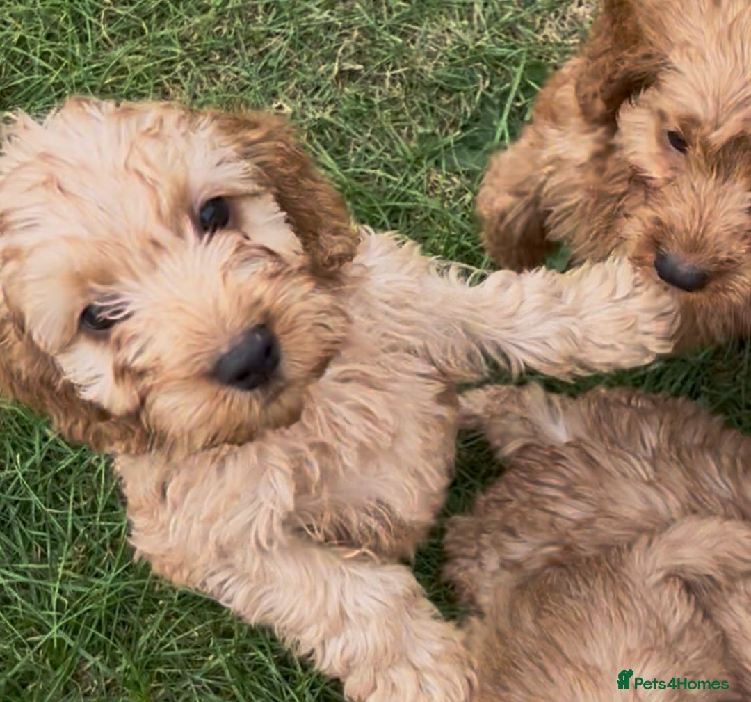 Cockapoo dogs for sale: Healthy Cockapoos ready to leave on the 29/08/25 - Image 11