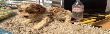 Cavapoo 2