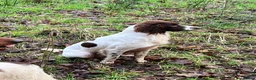 English Springer Spaniel dogs for stud: Expetionally well bred springer  - Advert 5