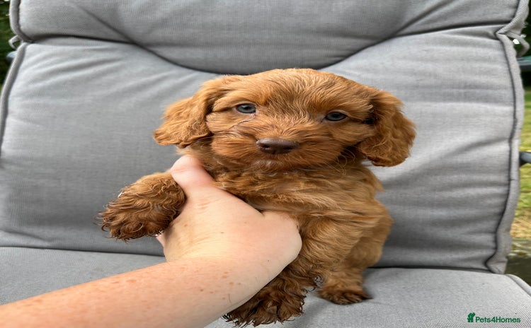 Cockapoo dogs - Advert 6