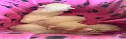 Maltipoo dogs for sale: Beautiful F1 Tiny  Maltipoo Puppies  ❤️  - Advert 7