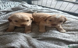 Cocker Spaniel dogs for sale: KC FTCH working cocker spaniel puppy’s  - Image 11