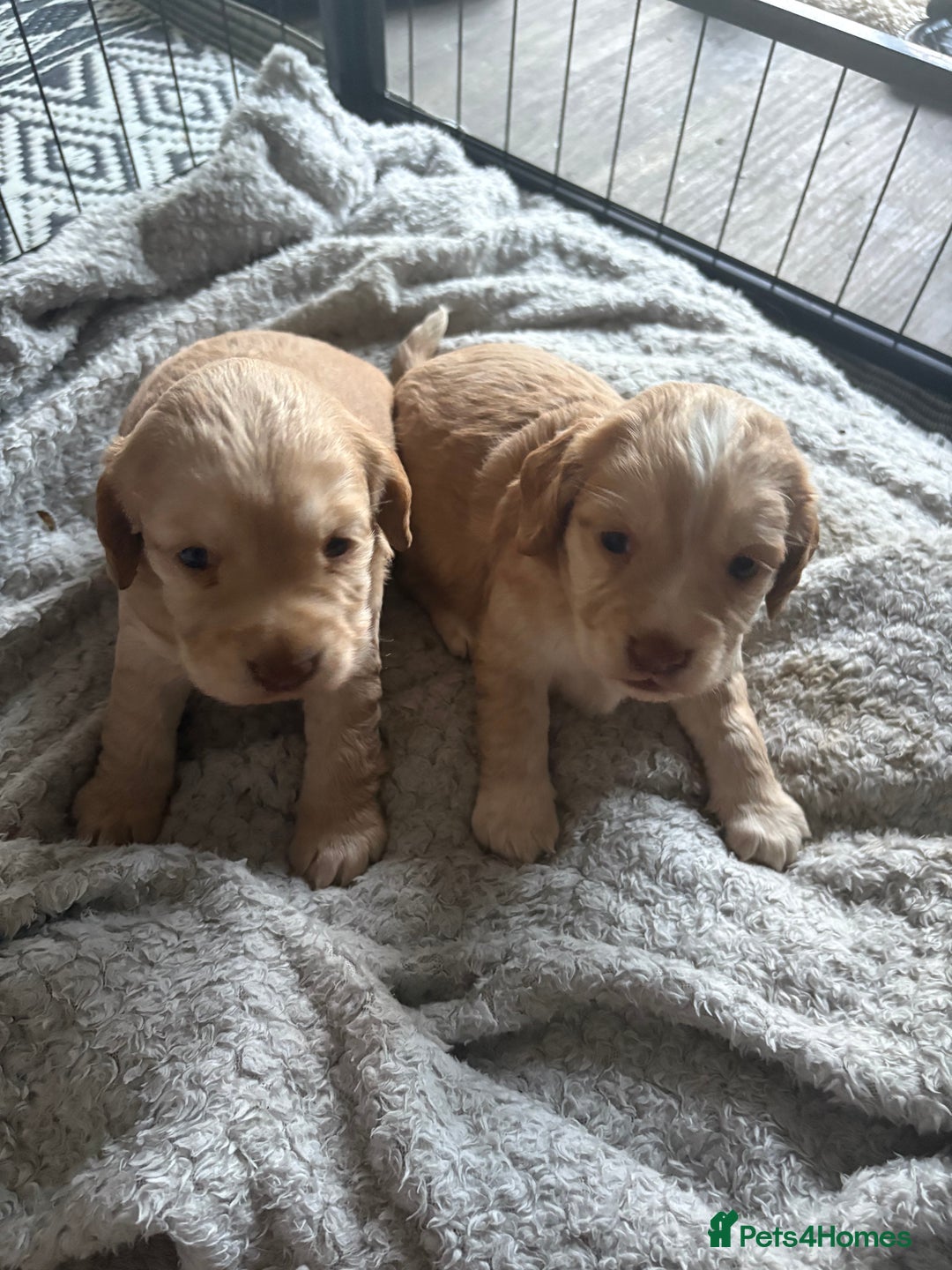 Cocker Spaniel dogs for sale: KC FTCH working cocker spaniel puppy’s  - Image 11