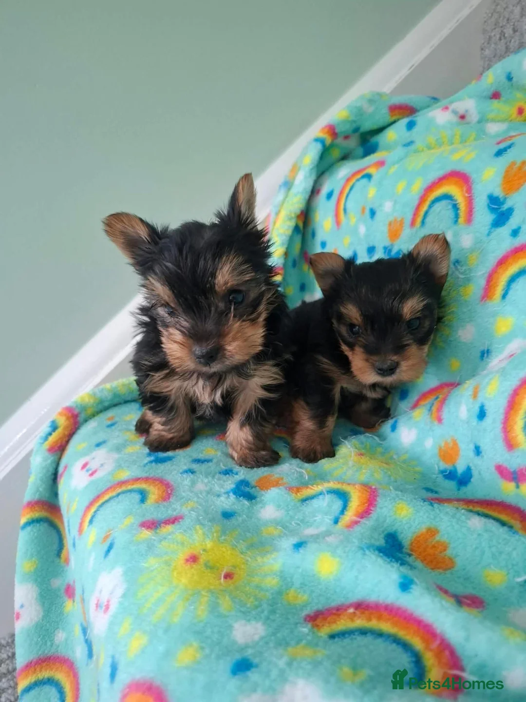 Yorkshire Terrier dogs for sale: Yorkshire Terrier Puppies - Advert 1