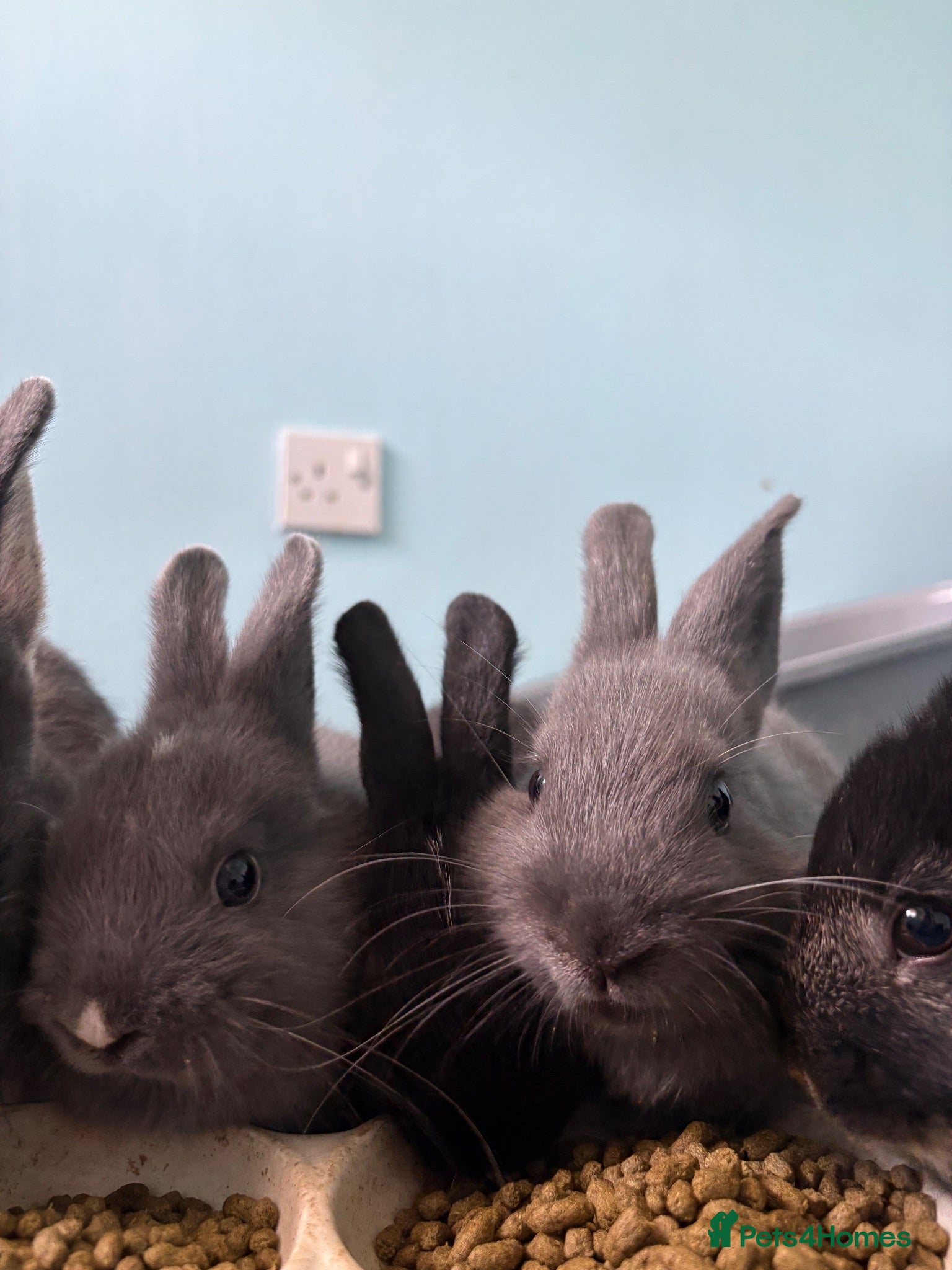 Netherland Dwarf rabbits Gorgeous Netherland Dwarf kits - Advert 1