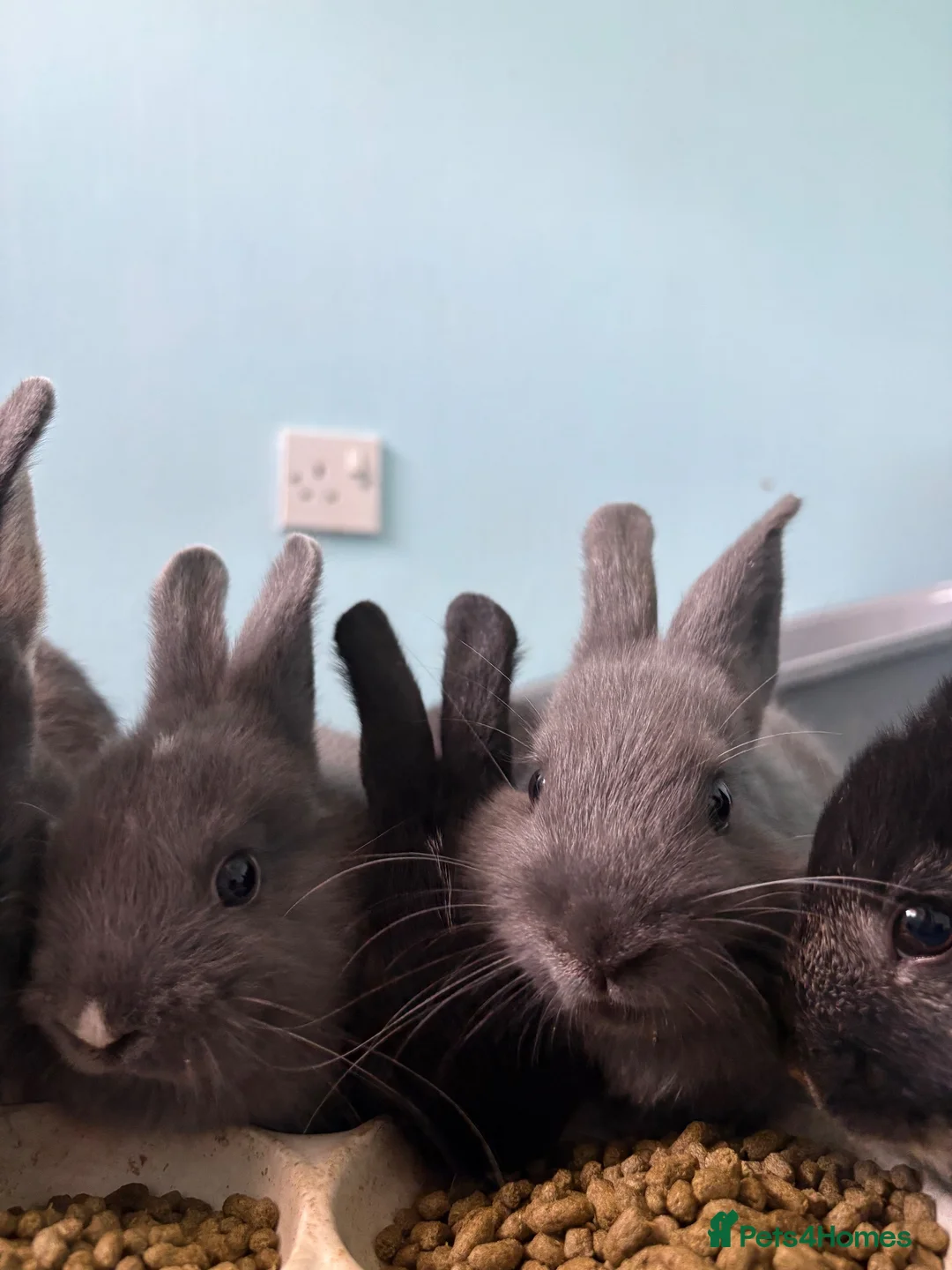 Netherland Dwarf rabbits for sale: Gorgeous Netherland Dwarf kits - Advert 1