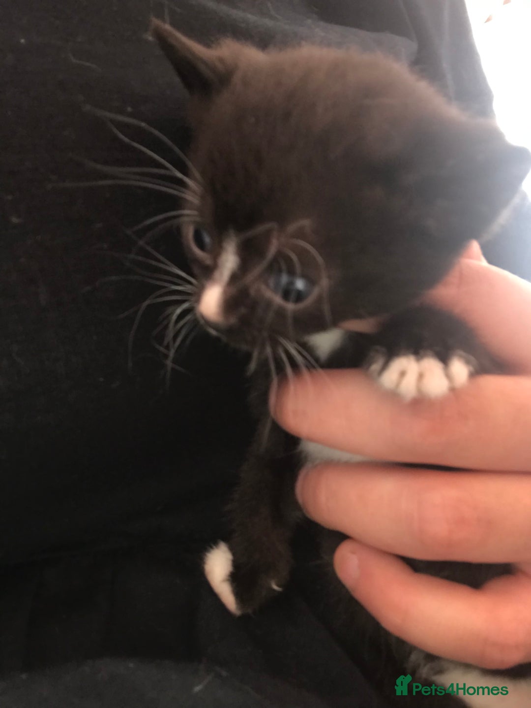 Mixed Breed cats for sale: Fluffy female kittens!  - Image 4