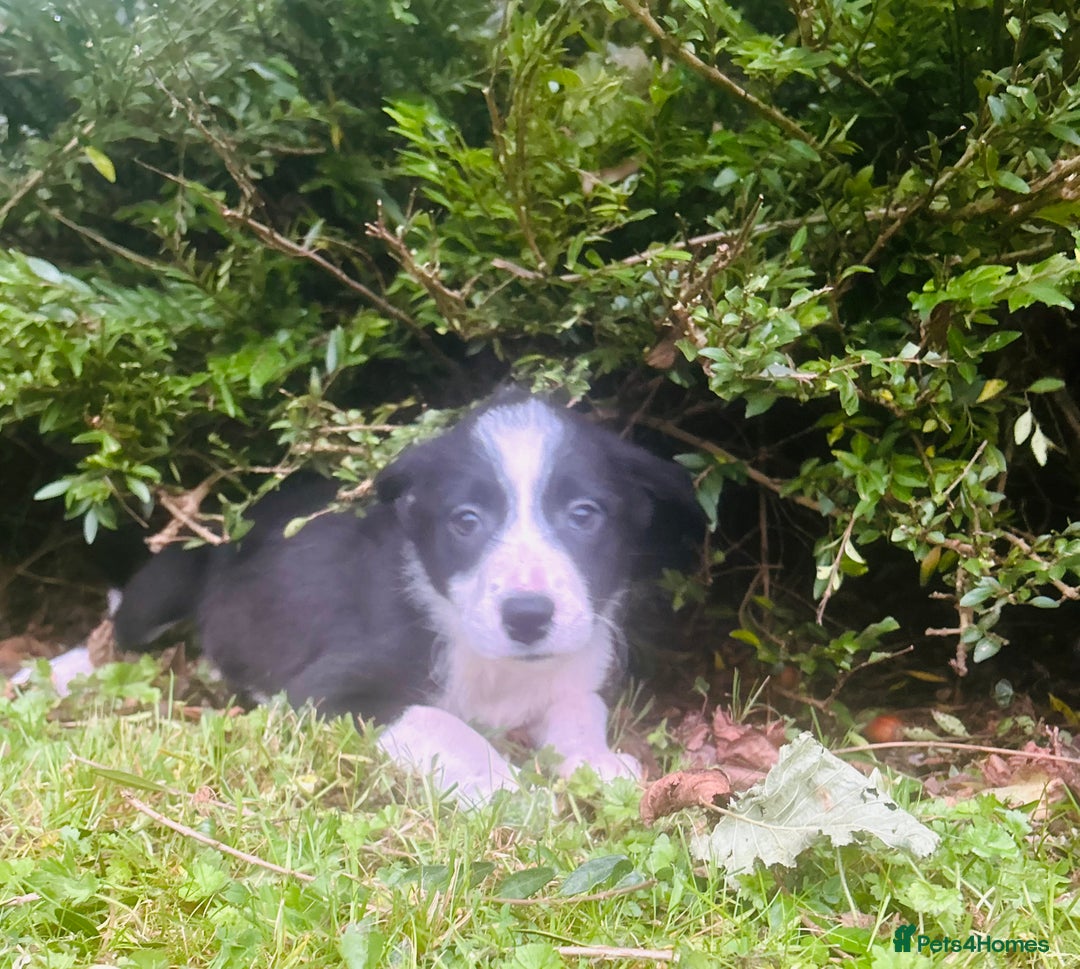 Border Collie dogs for sale: Gorgeous Collie pups - Image 10