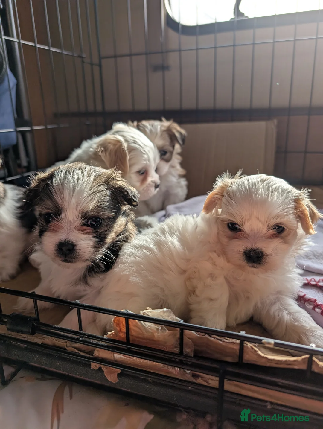 Malshi dogs for sale: Malshi puppies  - Advert 2