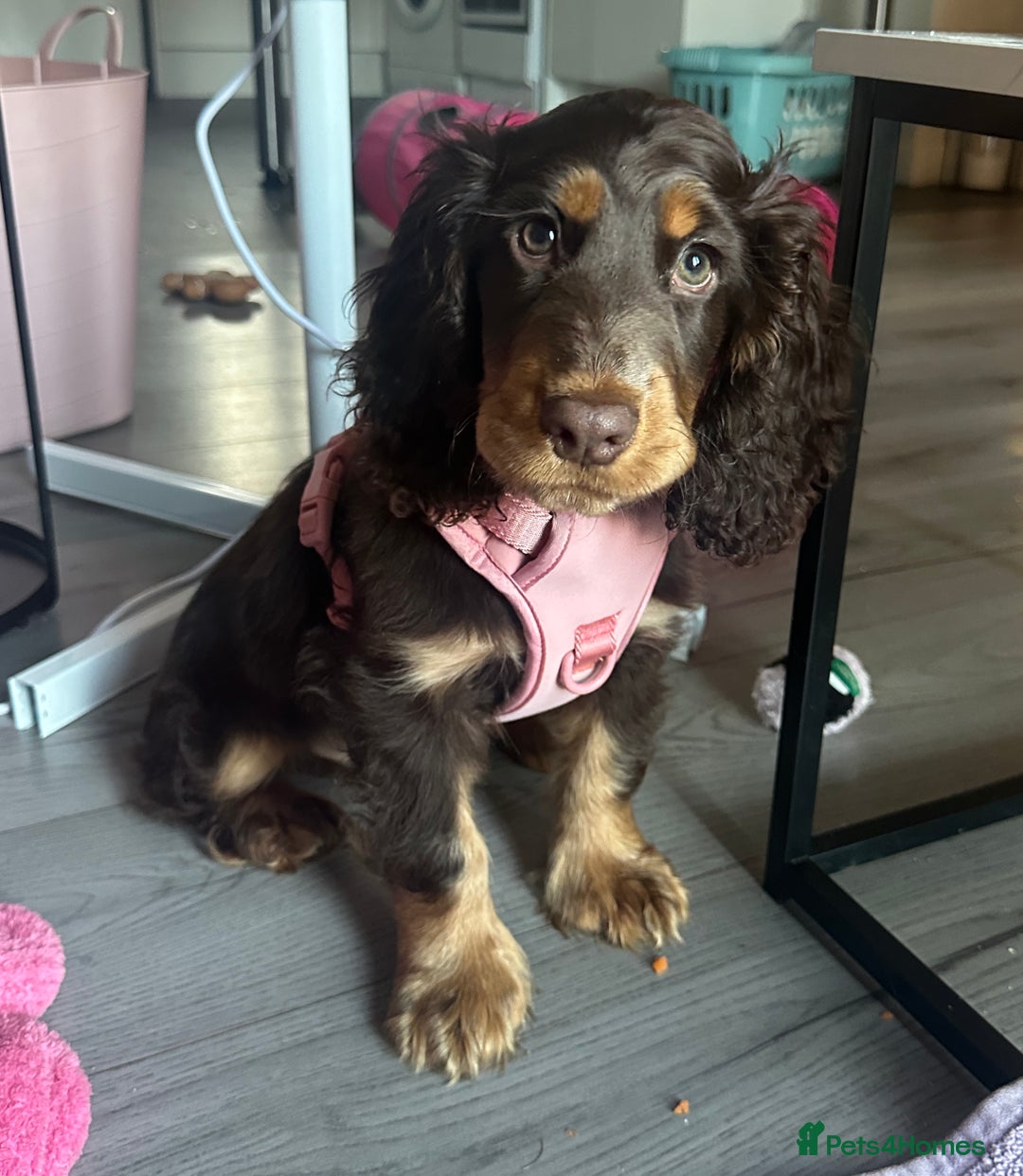 Cocker Spaniel dogs for sale: Beautiful cocker spaniel boy - Show x Working Type - Advert 7
