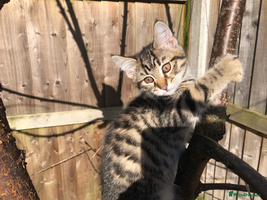 Mixed Breed cats for sale: Kittens  - Advert 2