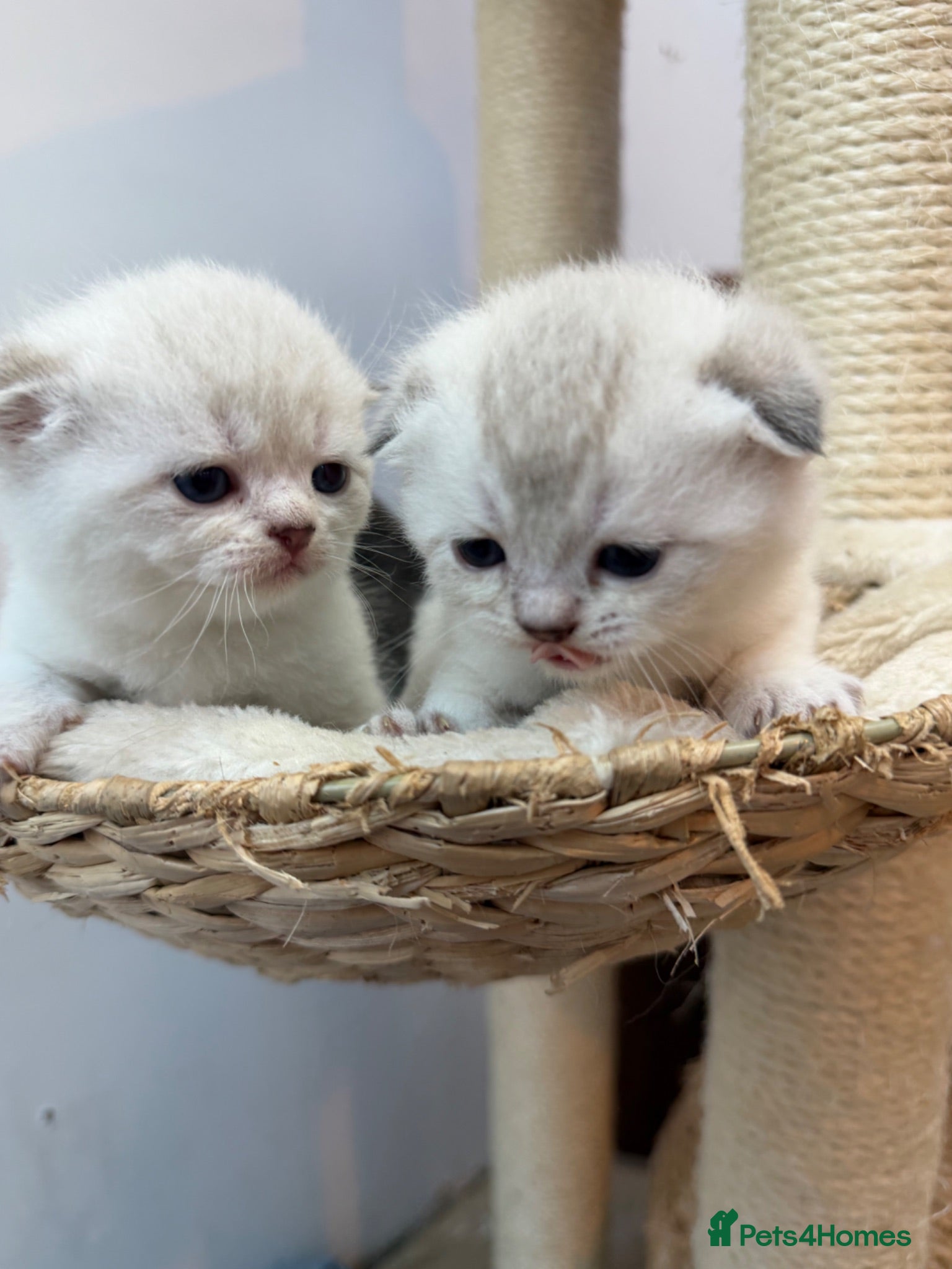 Scottish Fold cats Champion bloodlines Scottish Fold/Straight Kittens - Advert 16