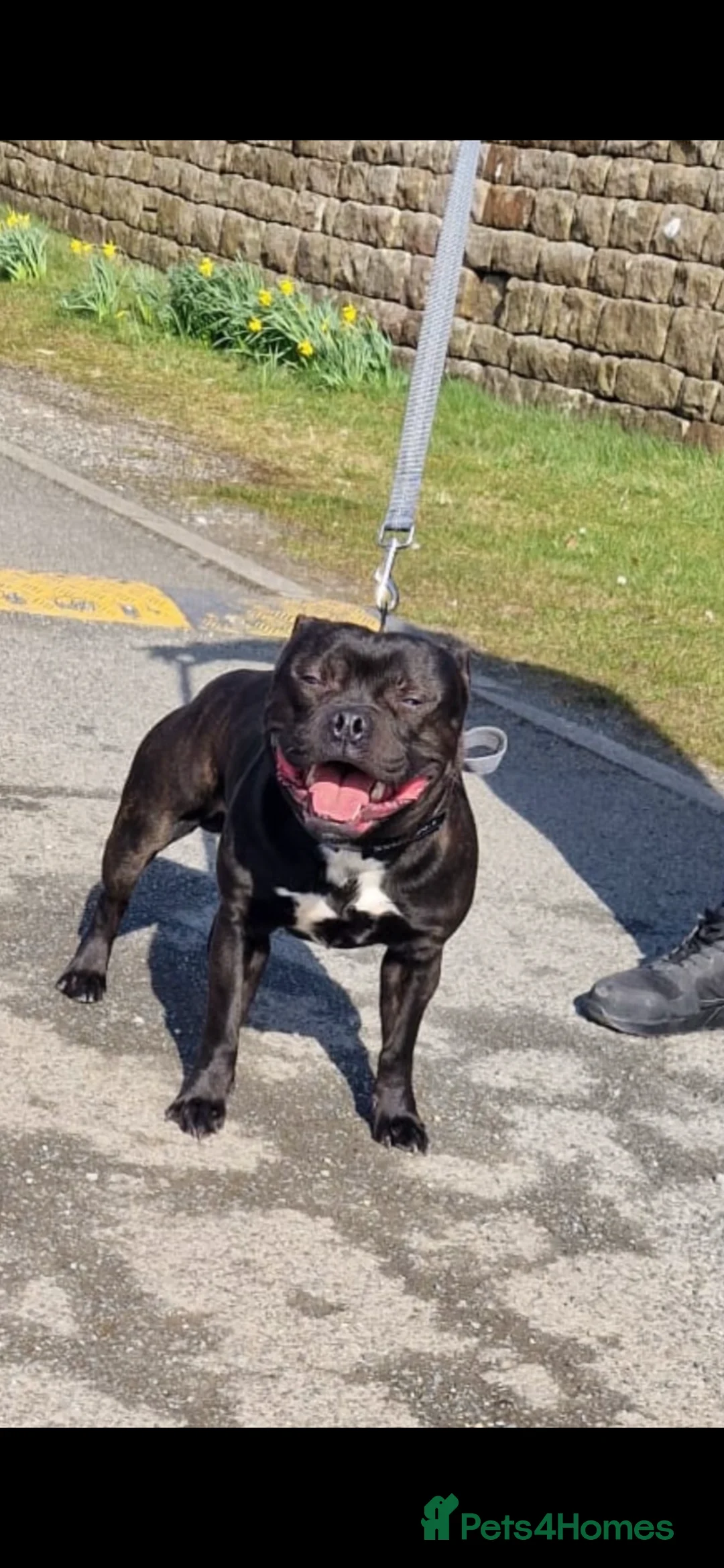 Staffordshire Bull Terrier dogs for stud: Arther - Advert 4