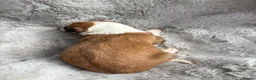 Lurcher dogs for sale: Lurcher puppies  - Advert 3
