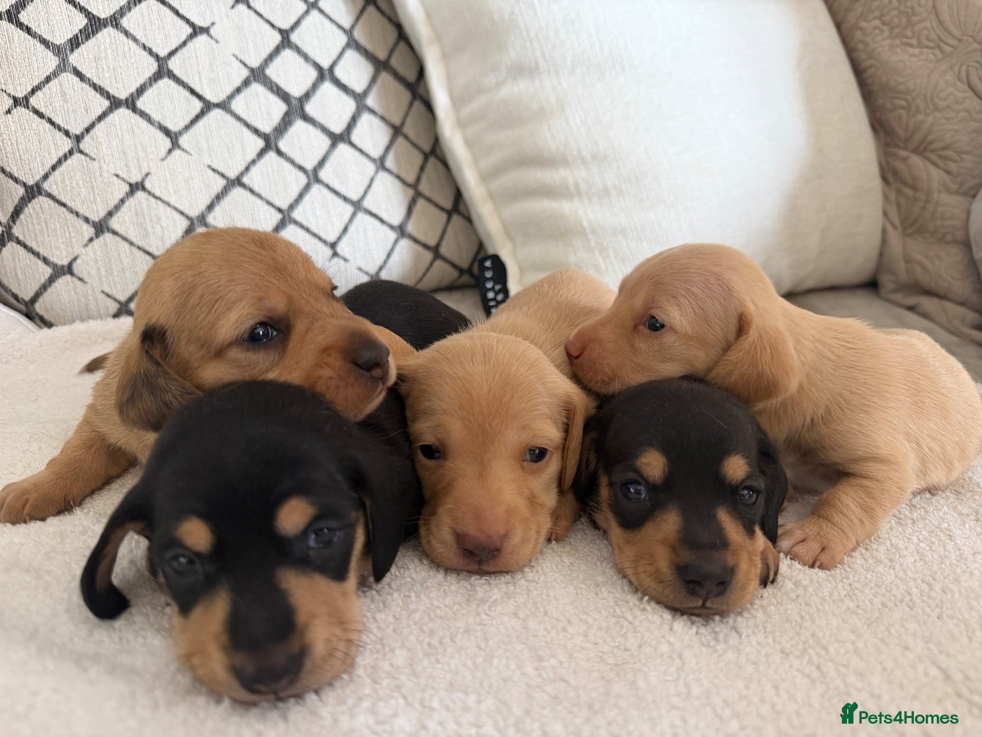 Dachshund dogs Cream dachshund puppies long hair  - Advert 1